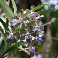 Vanda tessellata (Roxb.) Hook. ex G.Don